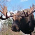 Moose sweep Moose sweep